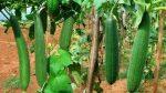 Vegetables Seeds- 1 Packet Sponge Gourd Mix Vegetable Seeds