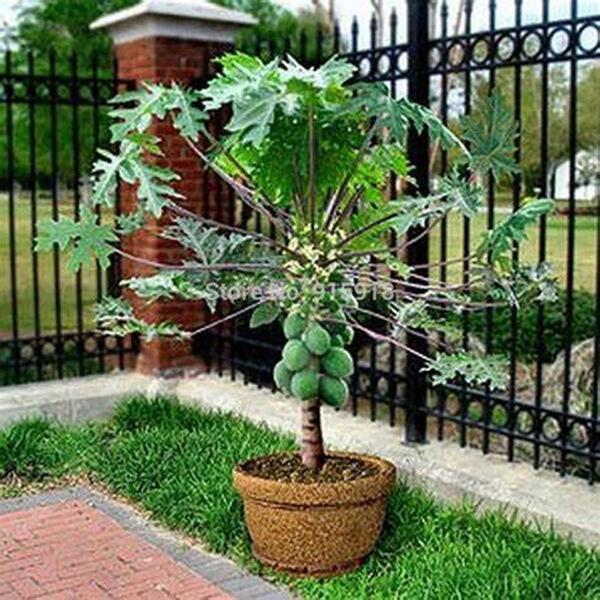 Fruits Seeds- 15 Plus Bonsai Papaya Tree Seeds