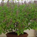 Sara Foods Tulsi Dry Leaves
