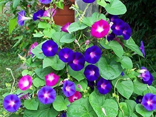 1 packet ipomea morning glory mixed flower seeds