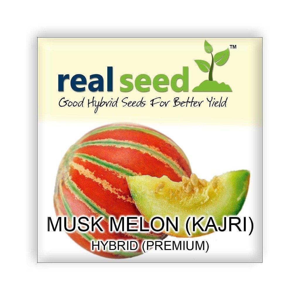 single packet musk melon kajri f1 hybrid imported fruit seeds
