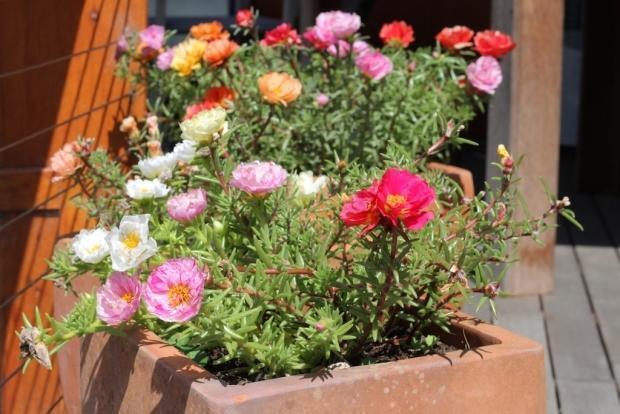 Flower Seeds Portulaca - Portuluca Flower Seeds 1 Packet