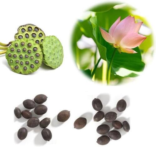 108 Seeds Of Mixed Flower Lotus Seeds/ Seed Kamalgatta