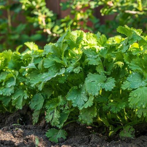 Coriander Seeds Loosegram