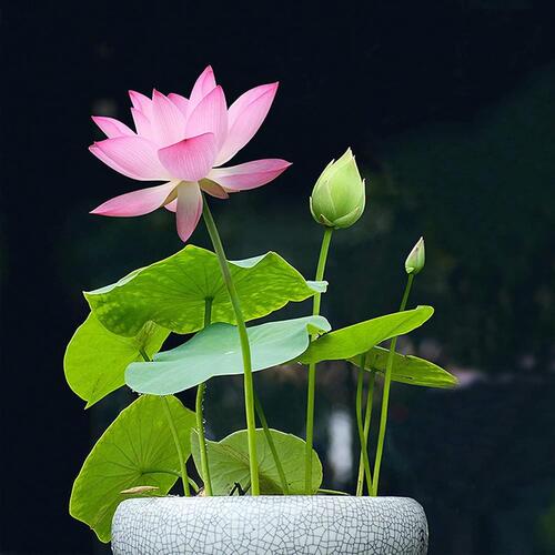 10 Seeds Lotus Flower Seeds Nelumbo Nucifera Sacred Lotus Lily Mixed Colors Pink White Colorful and Striking Water Plant Fragrant Low-Maintenance