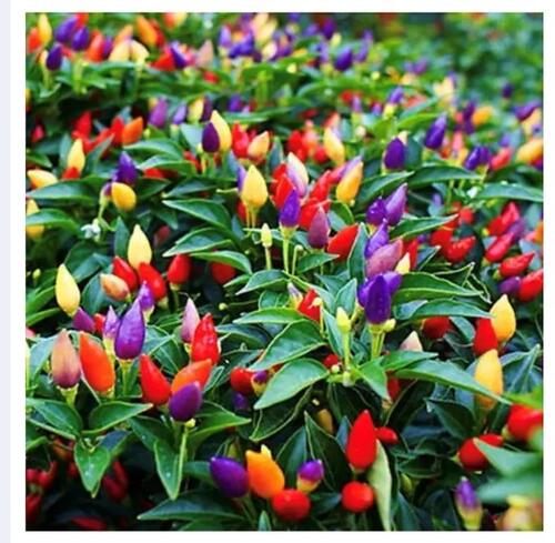 Mix ornamental Chilly 10 Plus Seeds / Chili Seeds