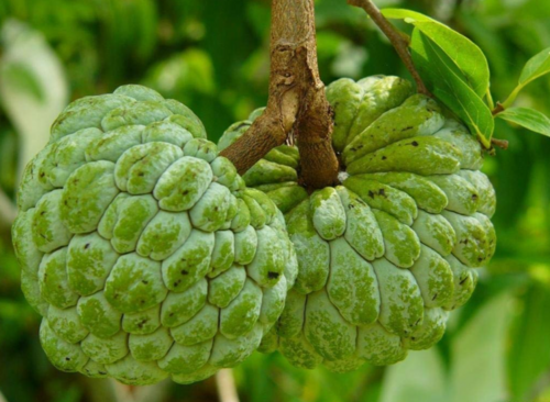 5 Seeds Of Custard Apple ( Sharifa) - Fruit Seeds For Planting In Your Garden - New And Fresh Seeds