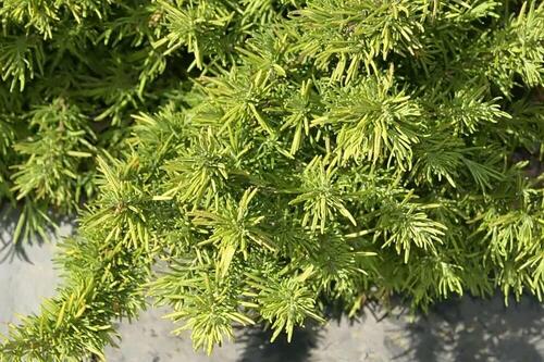 Golden Rosemary 20 Plus Loose Seed Pack
