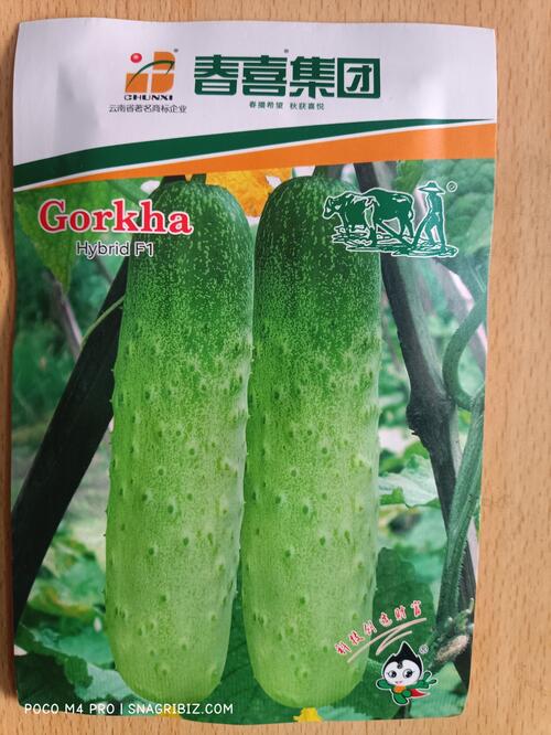 Hybrid Cucumber Gorkha Variety Vegetable Seed